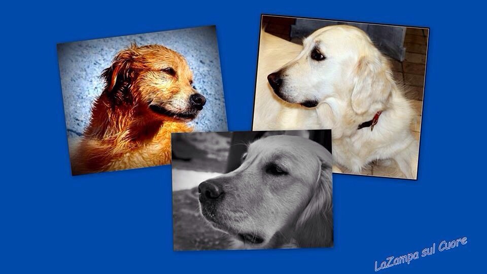 Gli Astri e il mondo degli Animali